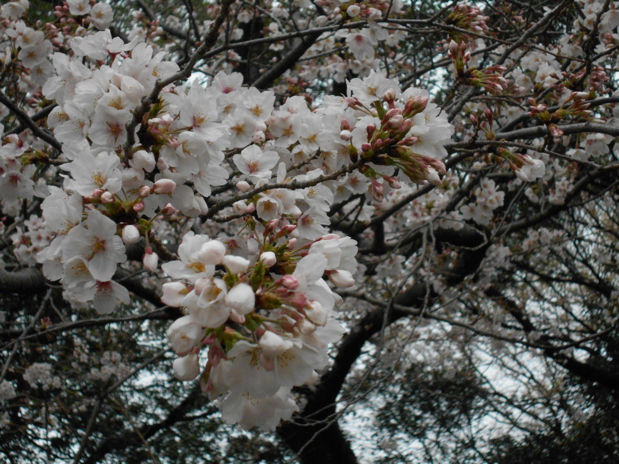 0402 桜開花情報　  (3).JPG