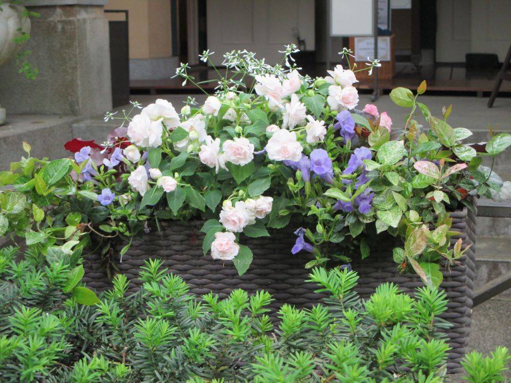 0428 234 4　ハンギングバスケット・プランターの植替え.JPG