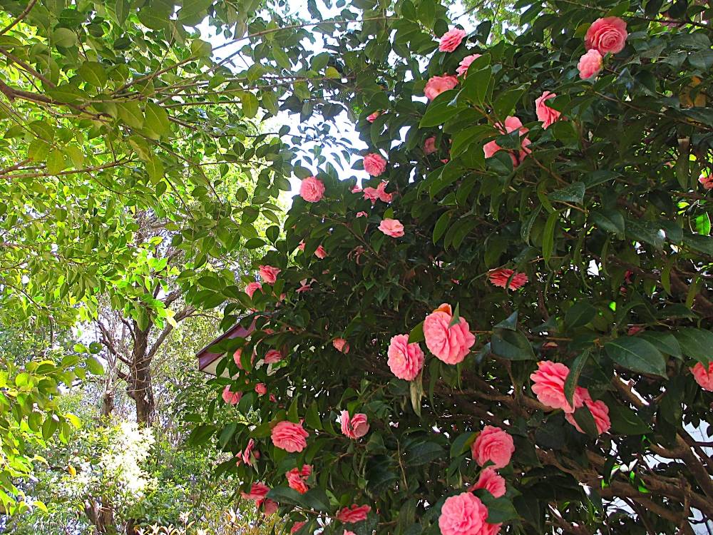 0404 234 ②オトメツバキ(2).JPG