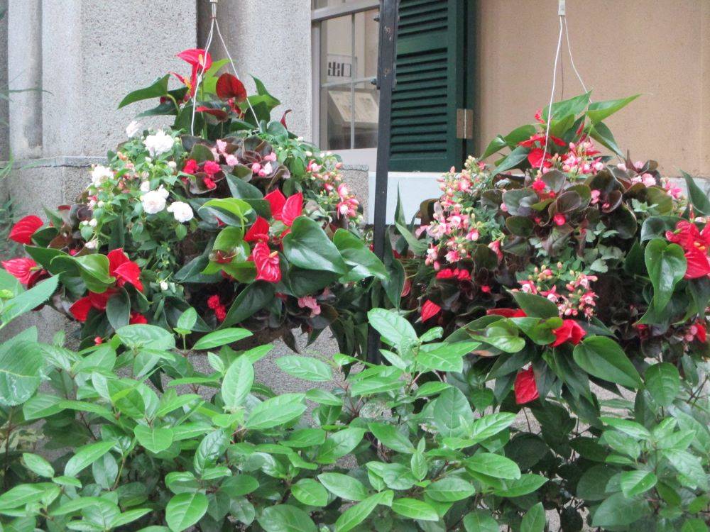 0428 234 1　ハンギングバスケット・プランターの植替え.JPG