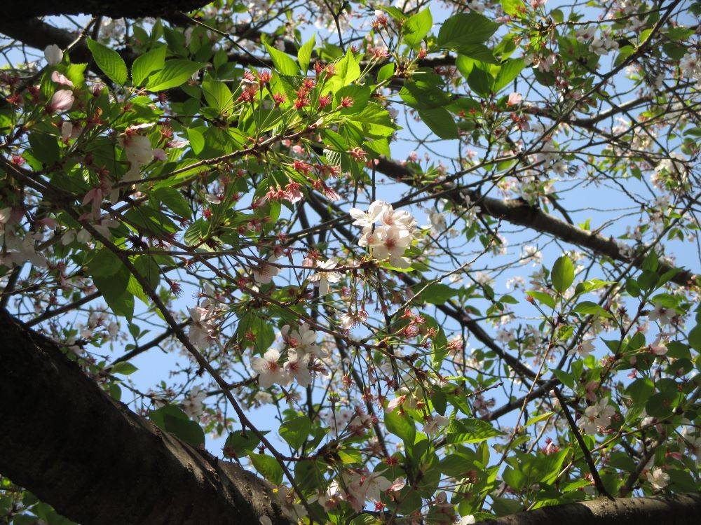 0412　234　 ①　桜.JPG