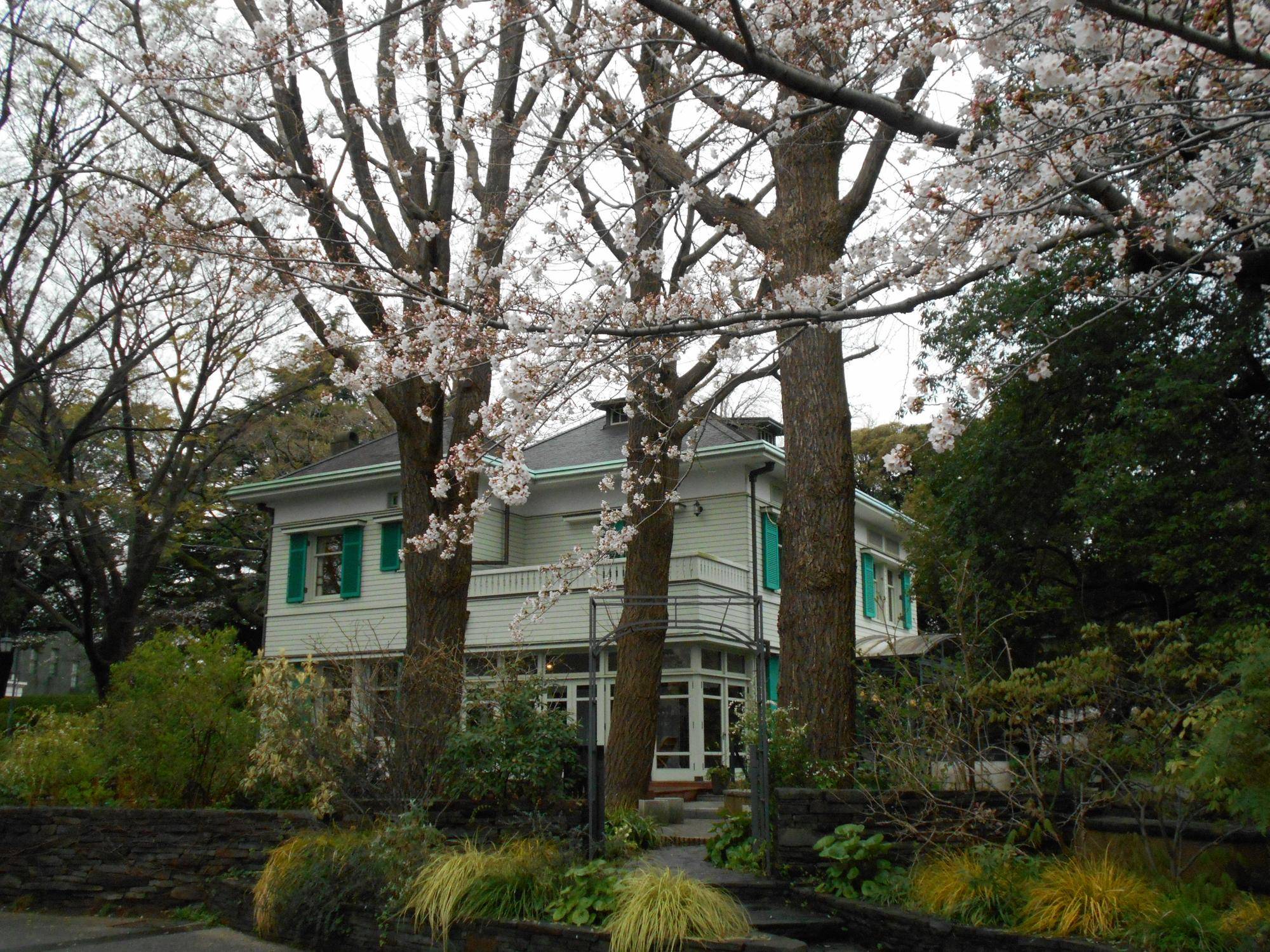 0402 桜開花情報　  (1).JPG