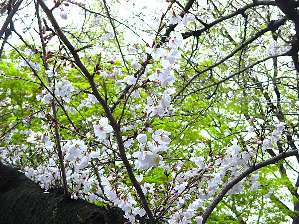 0402 234 ④ 桜_.JPG