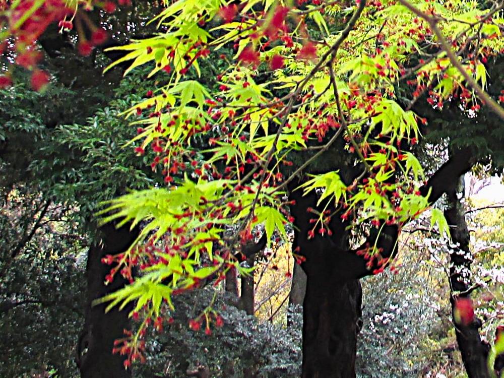 0402 234 ① モミジの花_.JPG