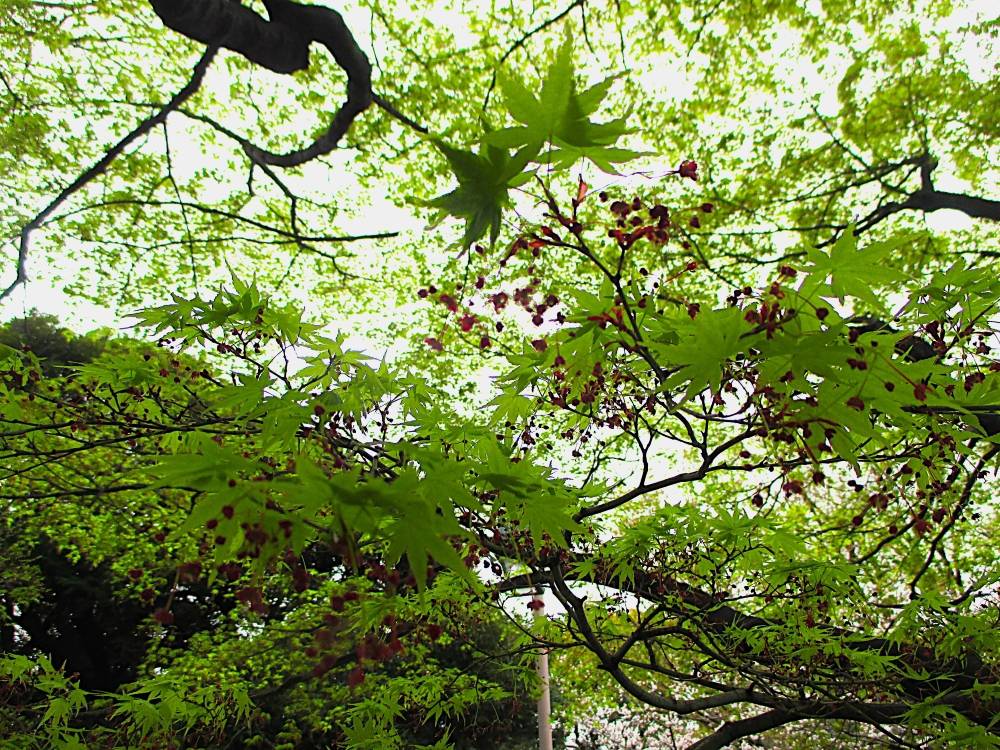 0402 234 ④ モミジの花_.JPG