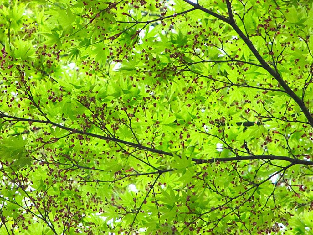 0402 234 ③ モミジの花_.JPG