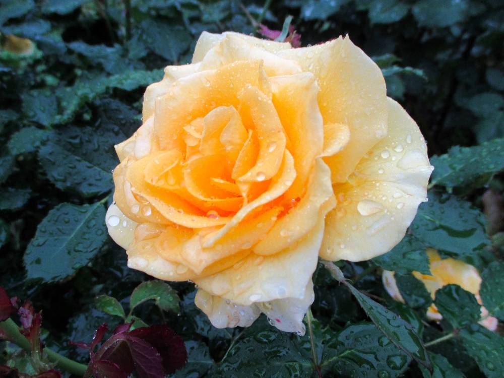 0502 234 ③ バラ.JPG