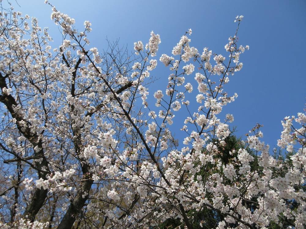 0327 234 ① ソメイヨシノ⑴.JPG