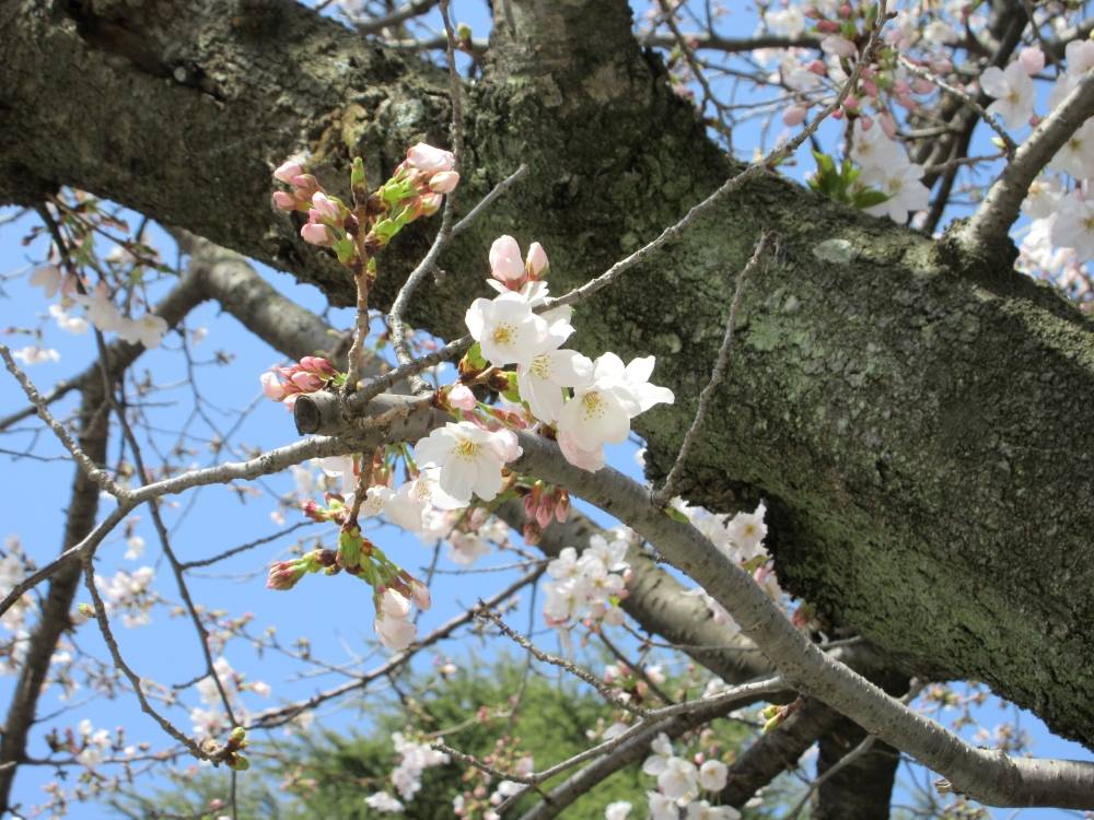 0327 234 ② ソメイヨシノ⑵.JPG