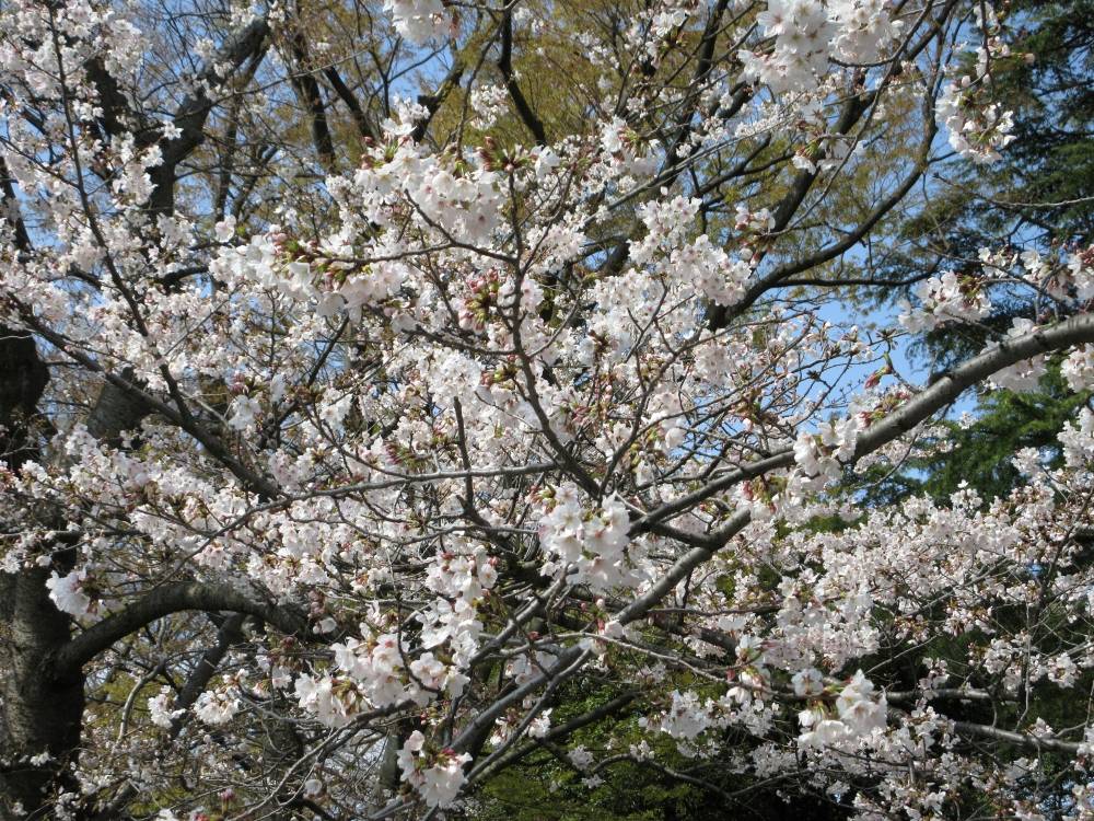 0327 234 ③ ソメイヨシノ⑶.JPG