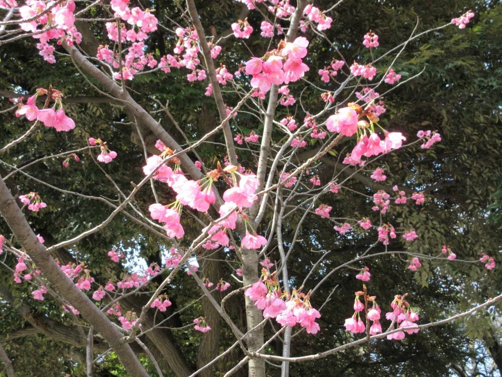 0327 234 ⑤ ヒザクラ⑴.JPG