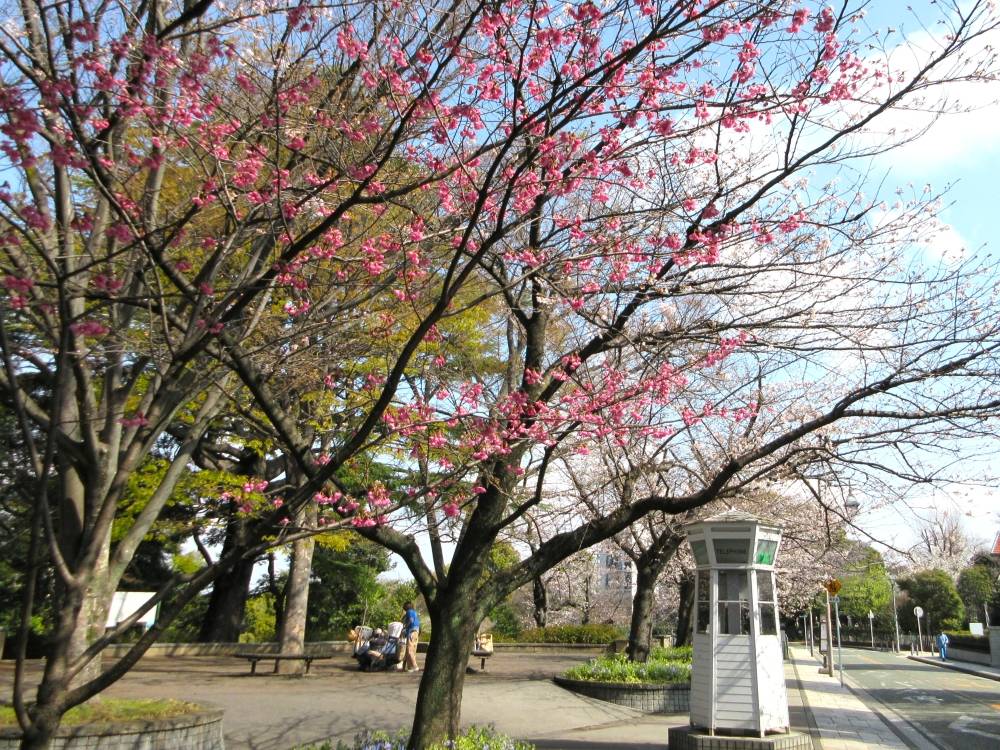 0327  234 ⑥ ヒザクラ⑵.JPG