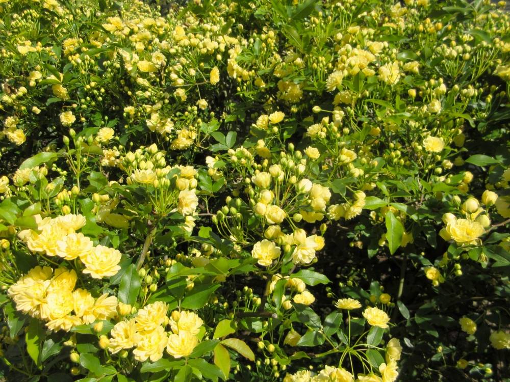 0411 234 ② モッコウバラ⑵.JPG