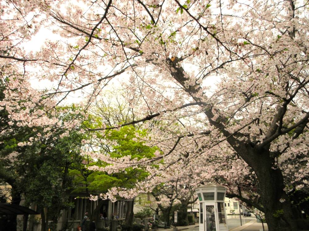 0401 234 ① 桜.JPG