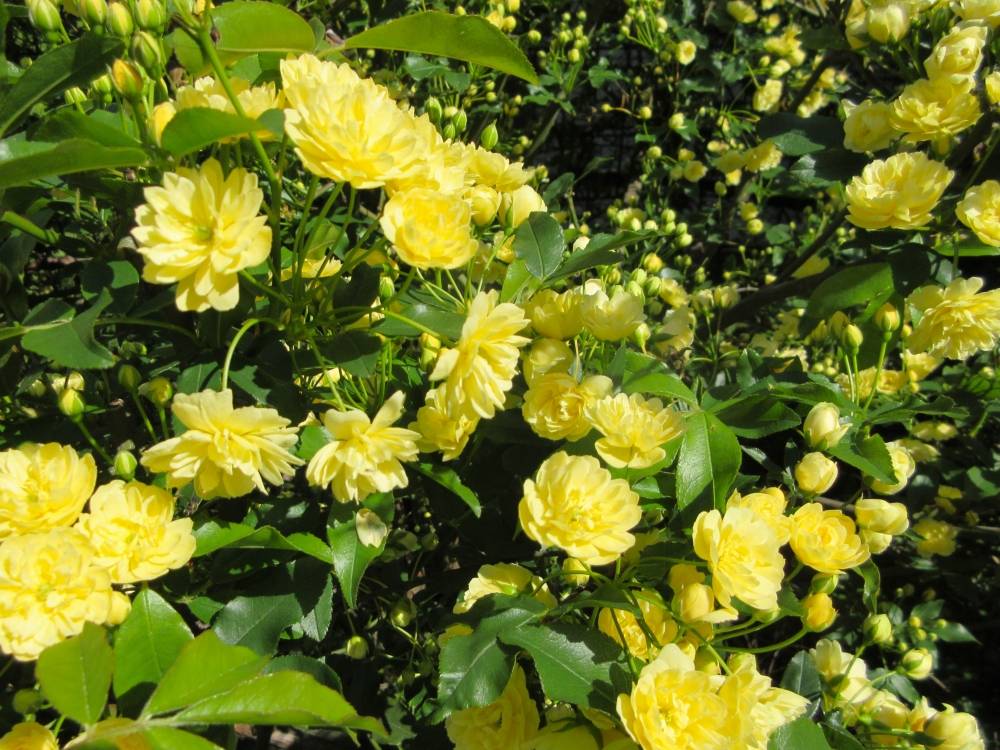 0411 234 ① モッコウバラ⑴.JPG