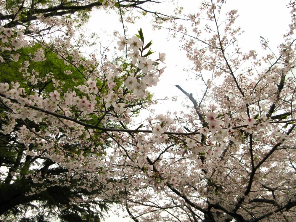 0401 234 ② 桜_.JPG
