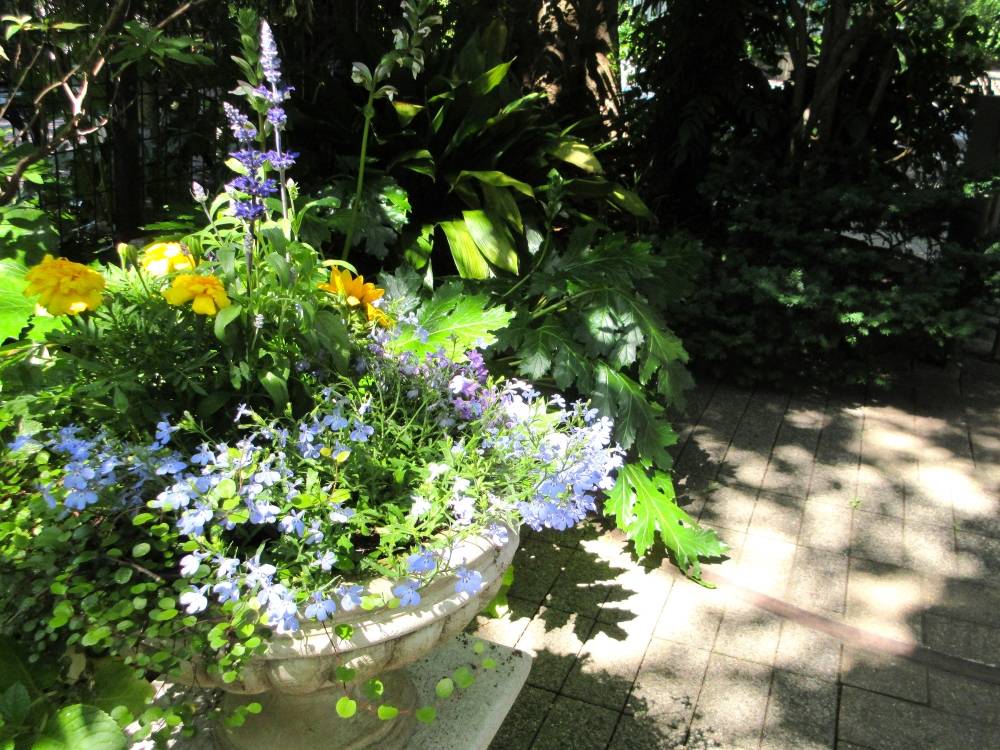 0525 234 ④ 鉢植え⑷.JPG