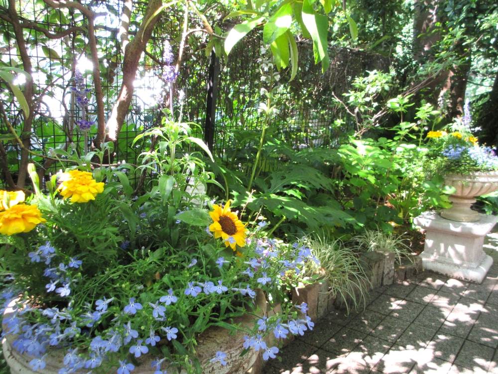 0525 234 ① 鉢植え⑴.JPG
