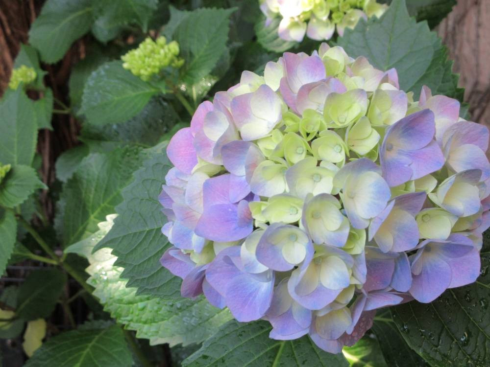 0525 234 ② アジサイ⑵.JPG