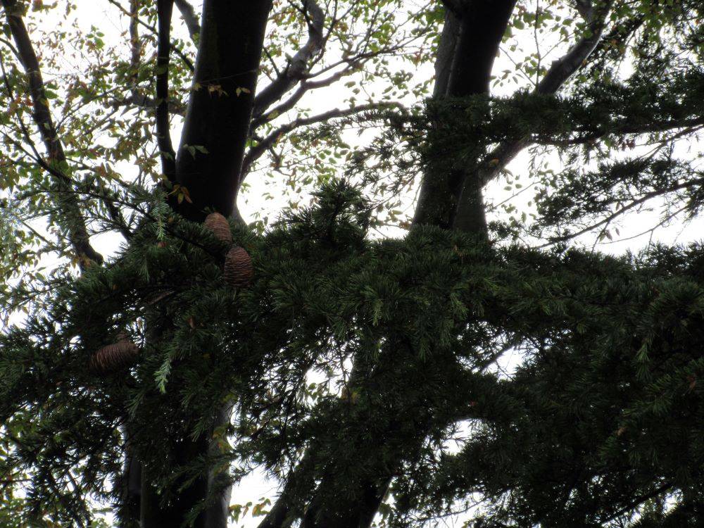 1117-中庭ヒマラヤスギの球果(イギリス館).jpg