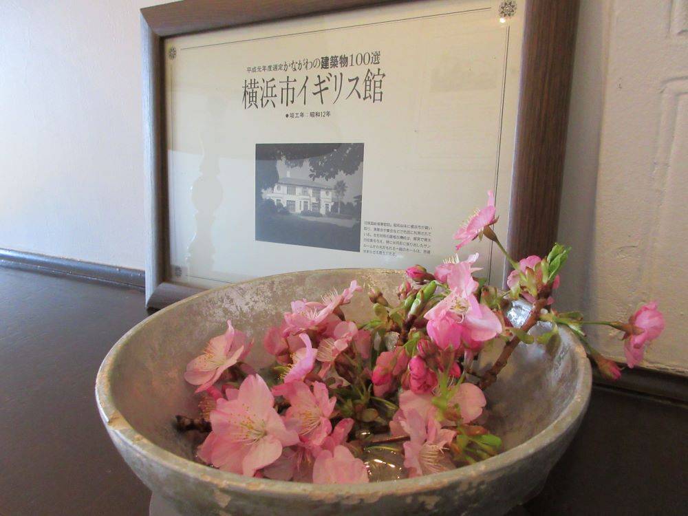 0210-2F踊り場に河津桜(イギリス館).JPG