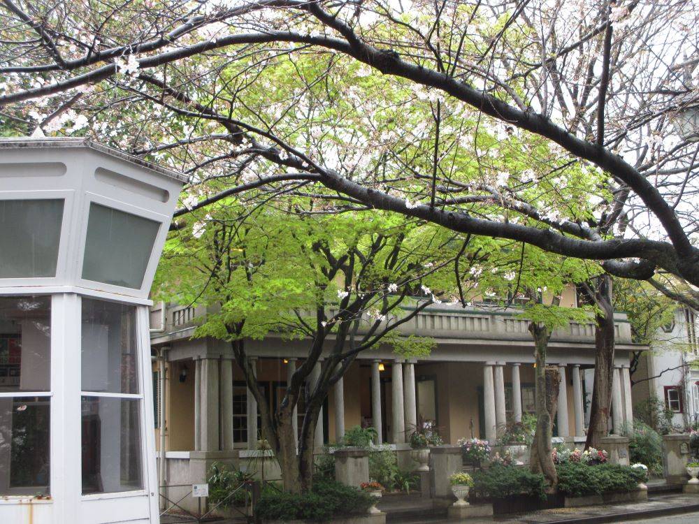 0403 234 ① 桜開花情報.jpg