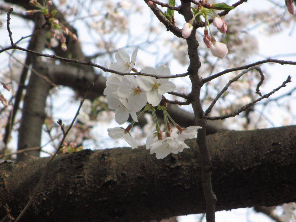 0403 234 ② 桜開花情報.jpg