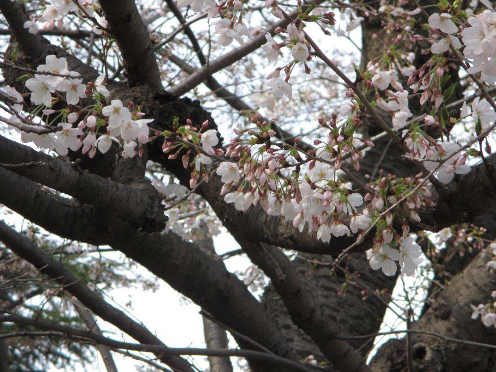 0403 234 ④ 桜開花情報.jpg