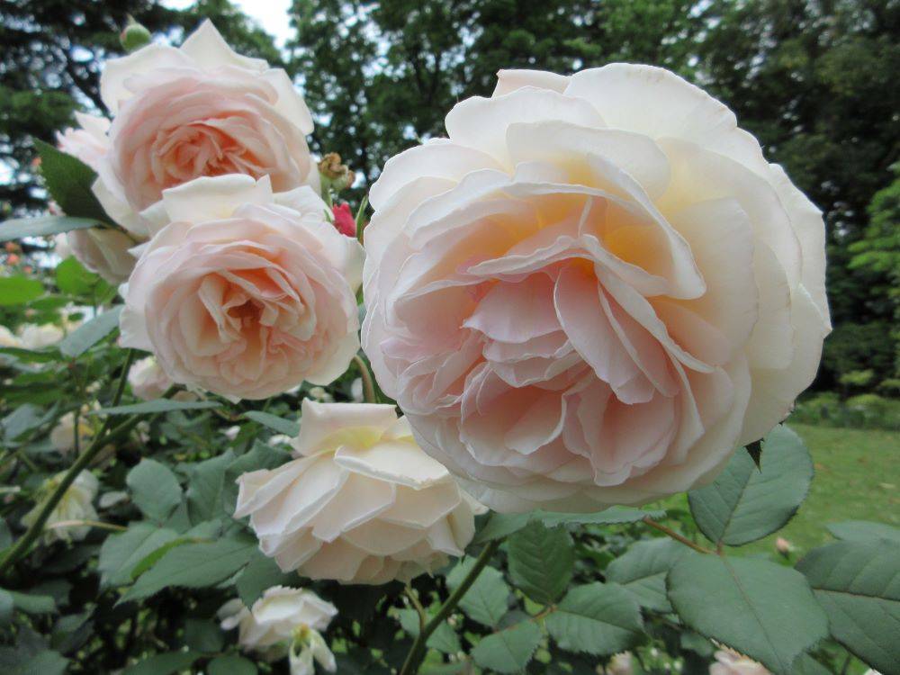 3692 外国切手 イギリス 1976年 バラの花 薔薇 4種完 61TpVwOhzhL._UF350,350_QL80_.jpg