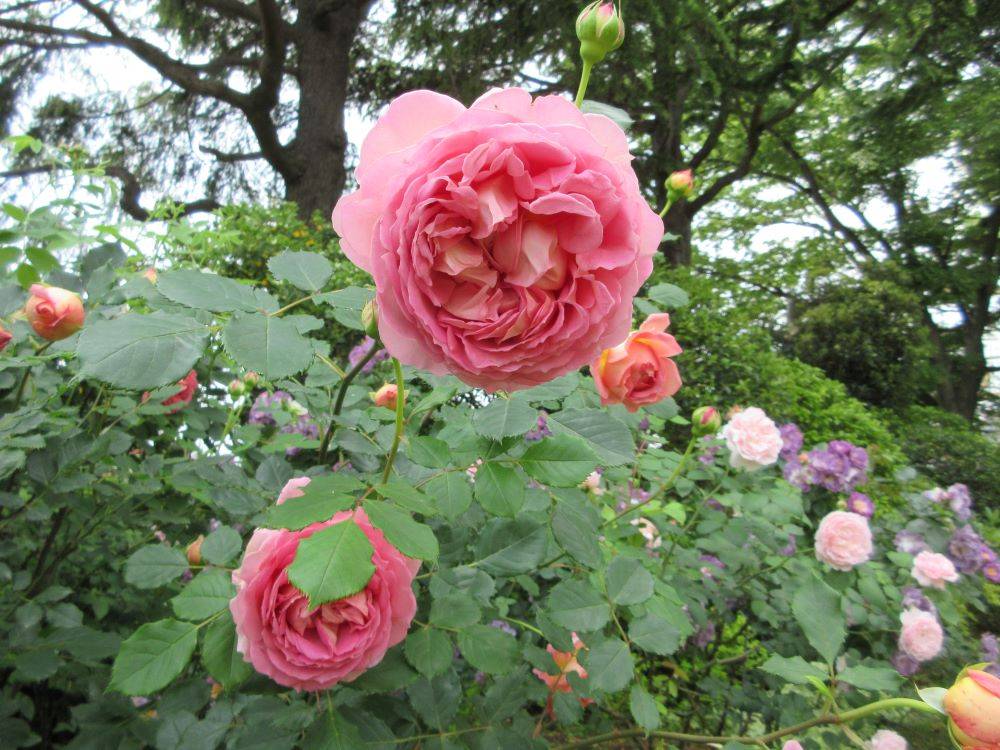 3692 外国切手 イギリス 1976年 バラの花 薔薇 4種完 3692 外国切手 イギリス 1976年 バラの花 薔薇 4種完