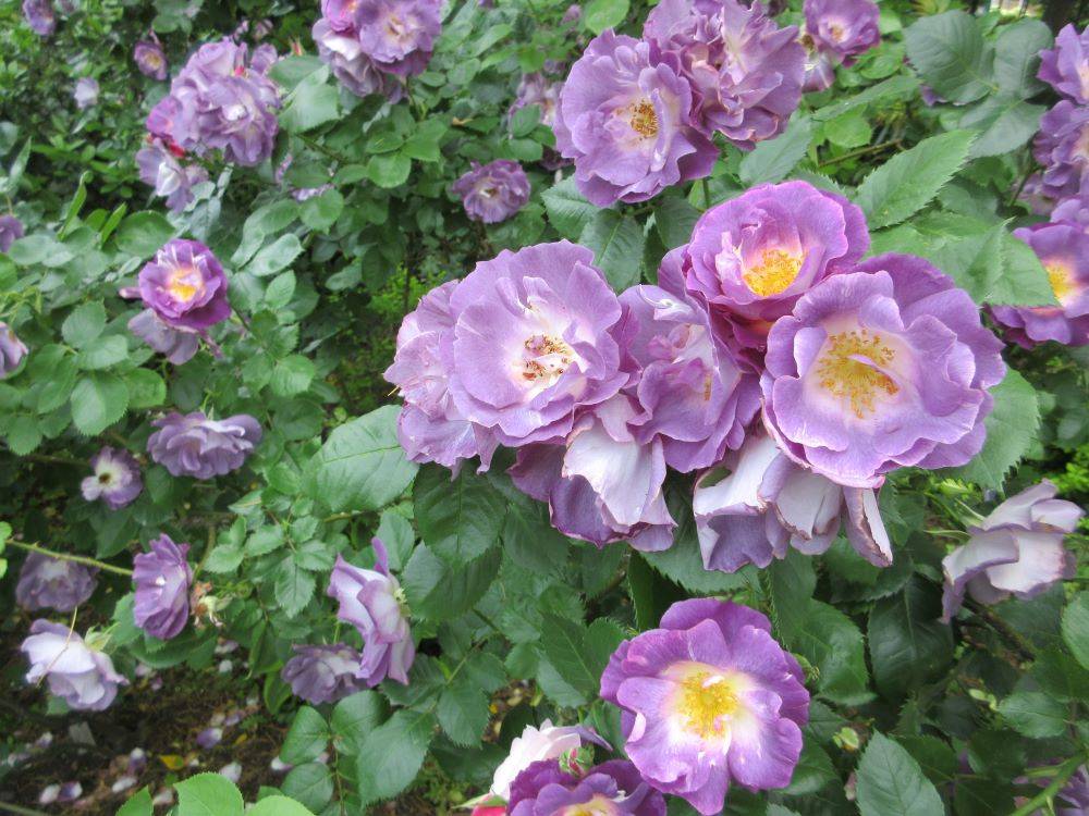 3692 外国切手 イギリス 1976年 バラの花 薔薇 4種完 3692 外国切手 イギリス 1976年 バラの花 薔薇 4種完