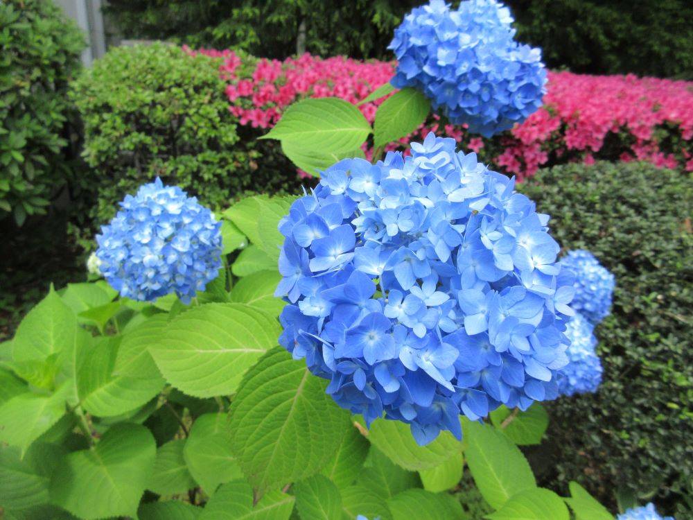 0529横浜市イギリス館アジサイ⑤.JPG