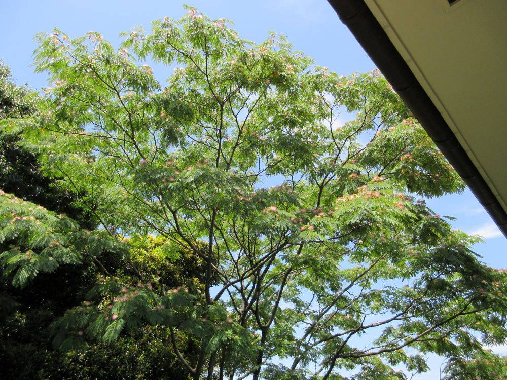 0615横浜市イギリス館初夏の花々 ⑤.JPG