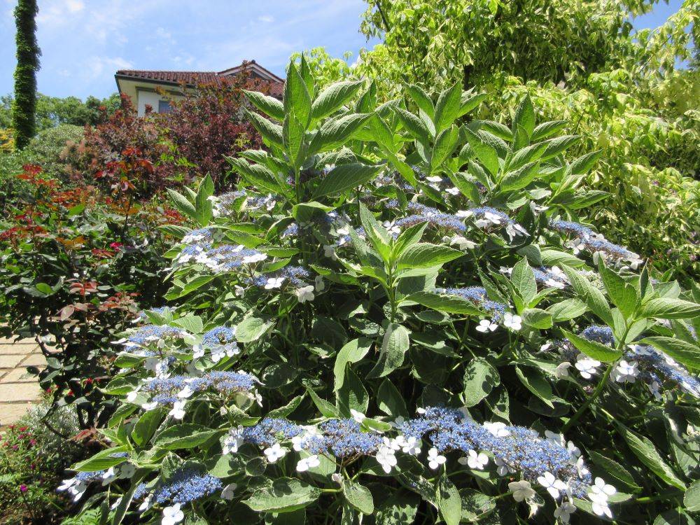 0615横浜市イギリス館初夏の花々 ③.JPG
