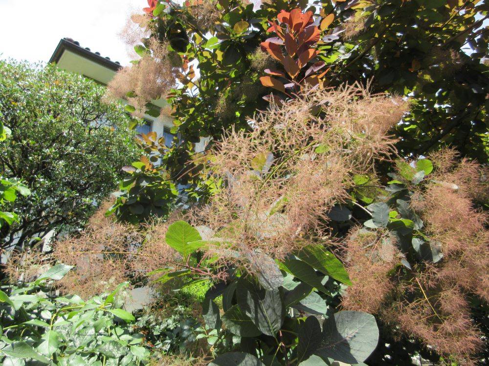 0615横浜市イギリス館初夏の花々 ④.JPG