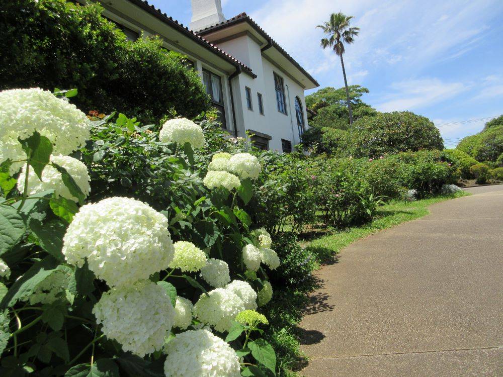 0615横浜市イギリス館初夏の花々 ②.JPG