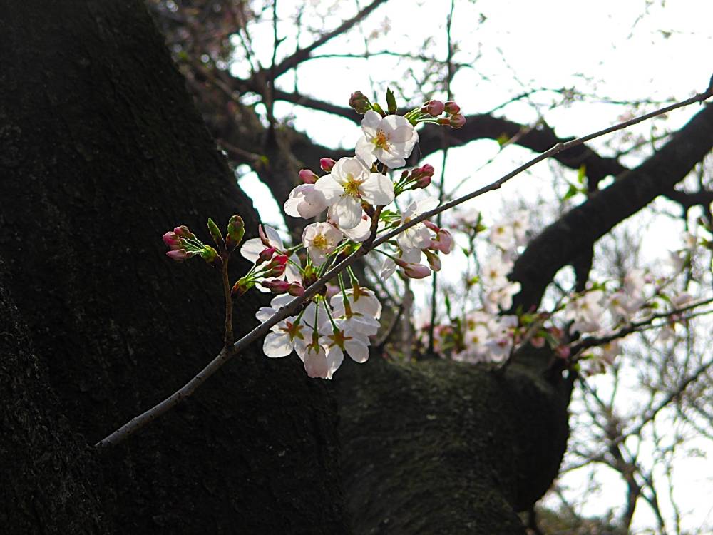 0327 234 ③ 3.27 桜②.JPG