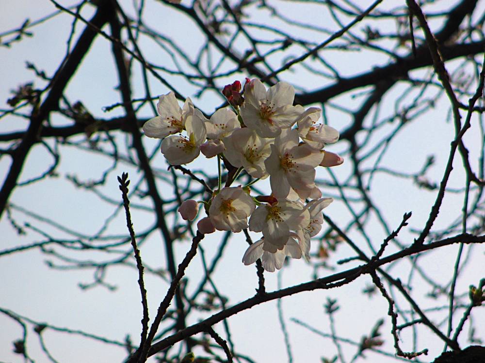 0327 234 ④ 3.27 桜③.JPG