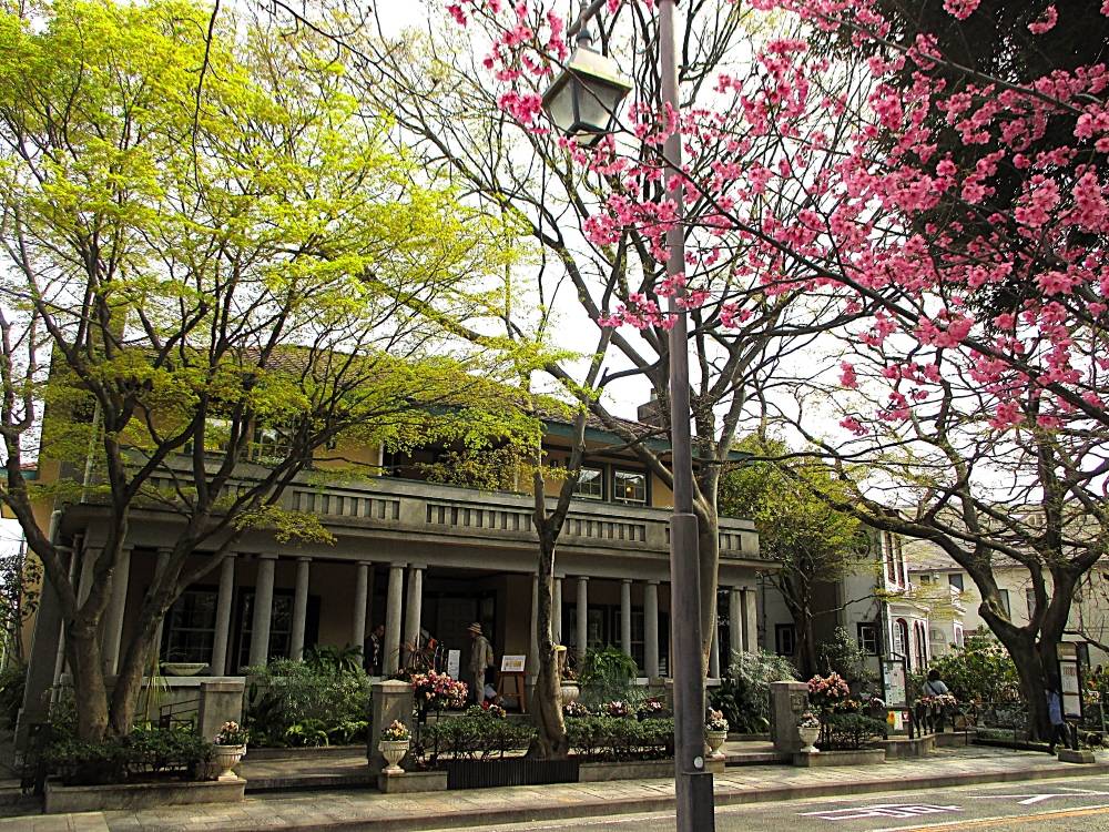 0327 234 ⑤ 3.27ヒザクラ.JPG