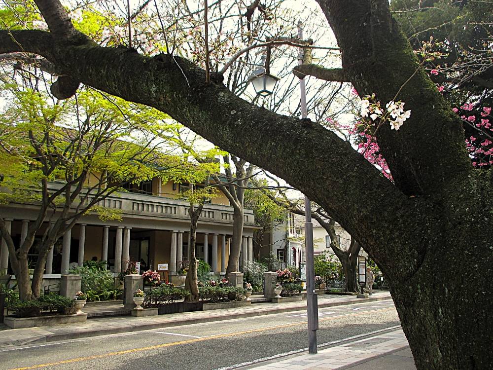 0327 234 ② 3.27 桜①.JPG