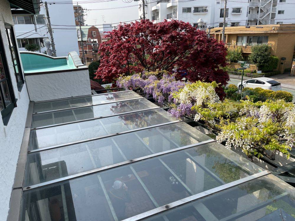 山手111番館のデショウジョウと藤の花0419 (3).JPG