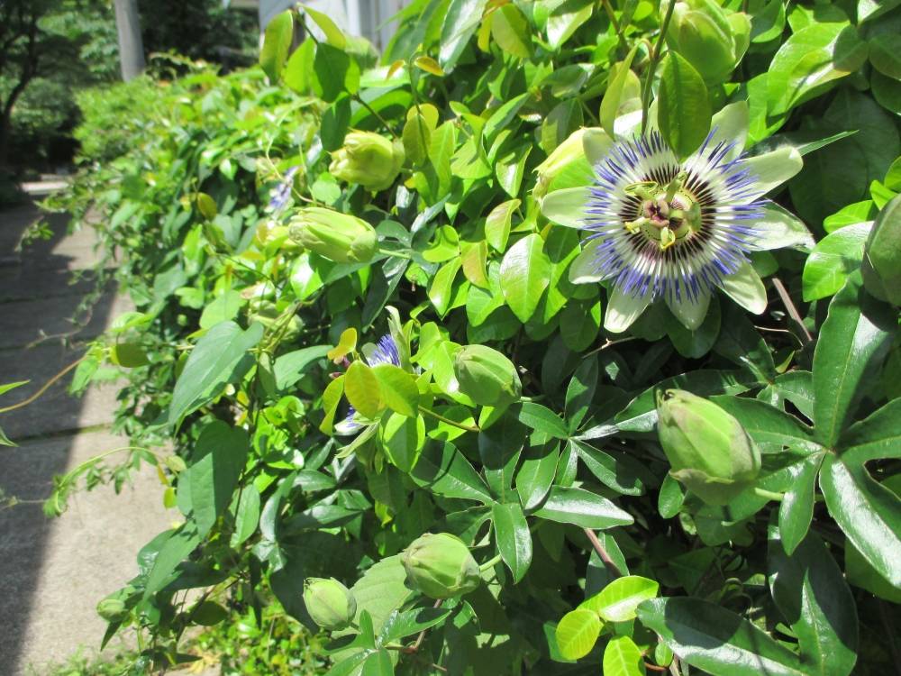 0514 234 ② トケイソウ②.JPG