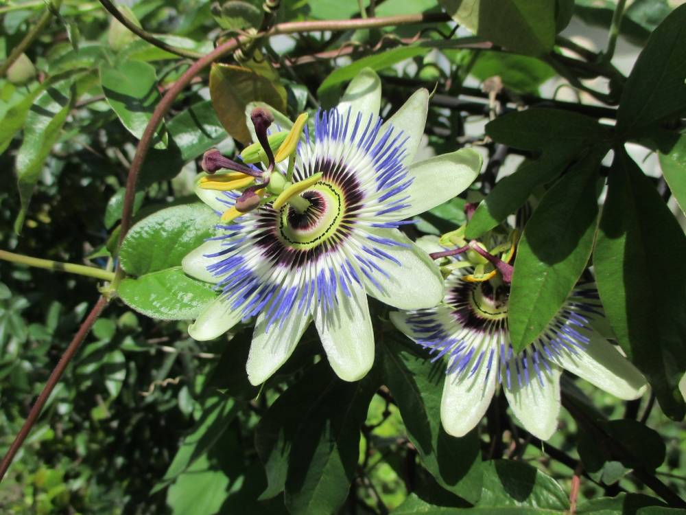 0514 234 ① トケイソウ①.JPG