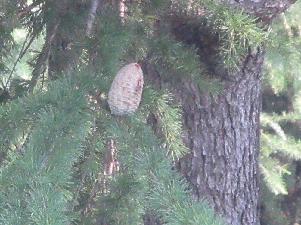 0821イギリス館中庭 ③.JPG