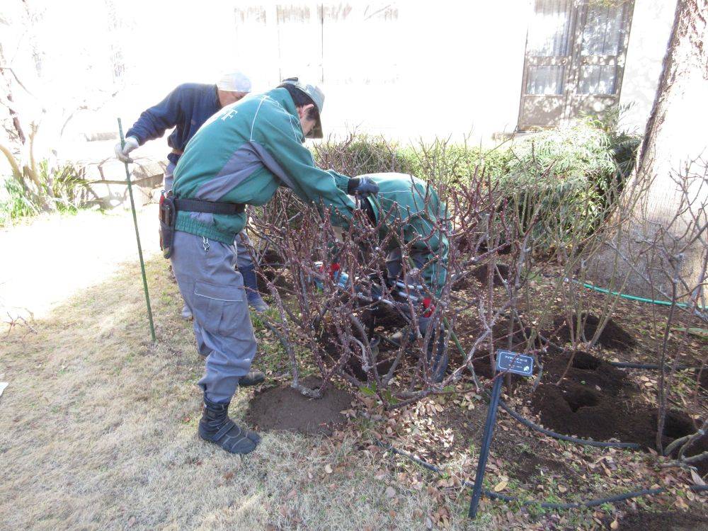 0219イギリス館バラの施肥 ①.JPG