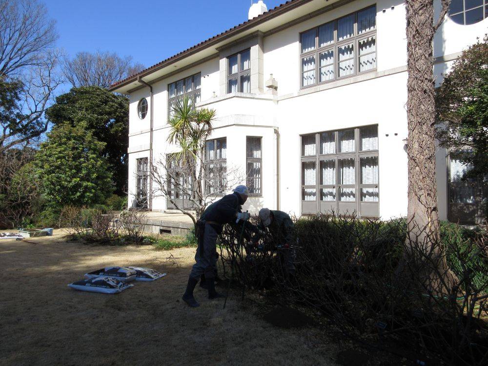 0219イギリス館バラの施肥 ②.JPG