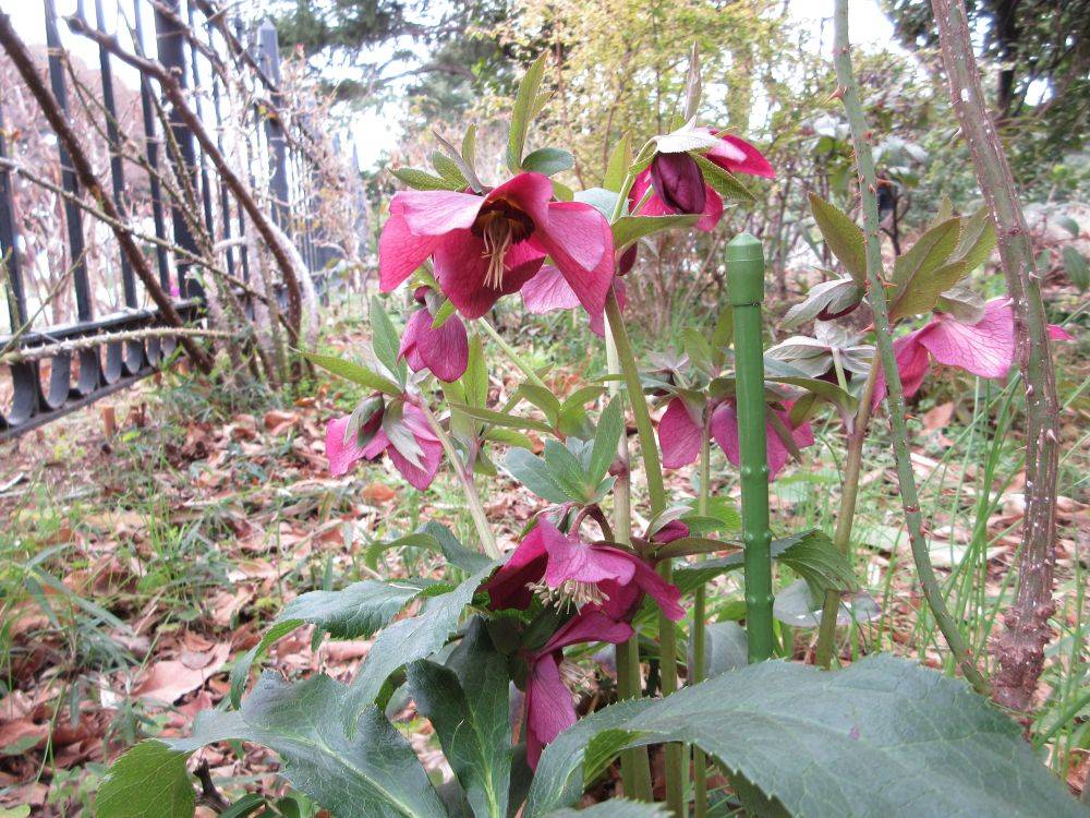 0306クリスマスローズ ①.JPG