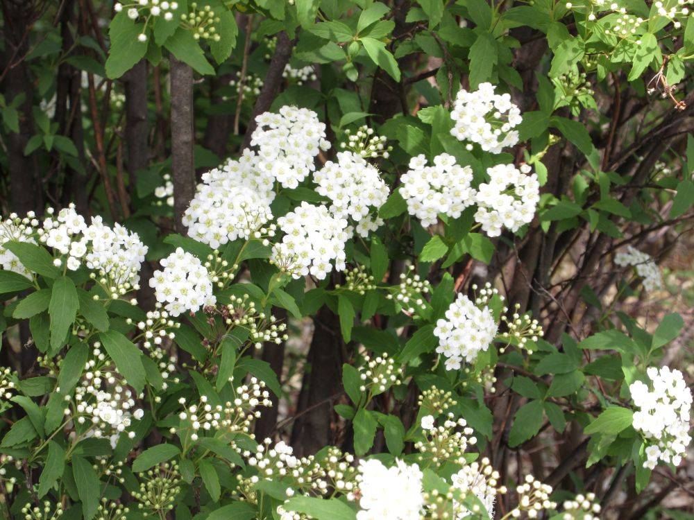 0412  イギリス館庭の花②.JPG