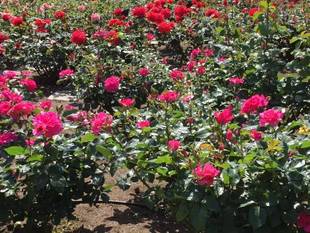 横浜市イギリス館から望む「港の見える丘公園」ビュー2015