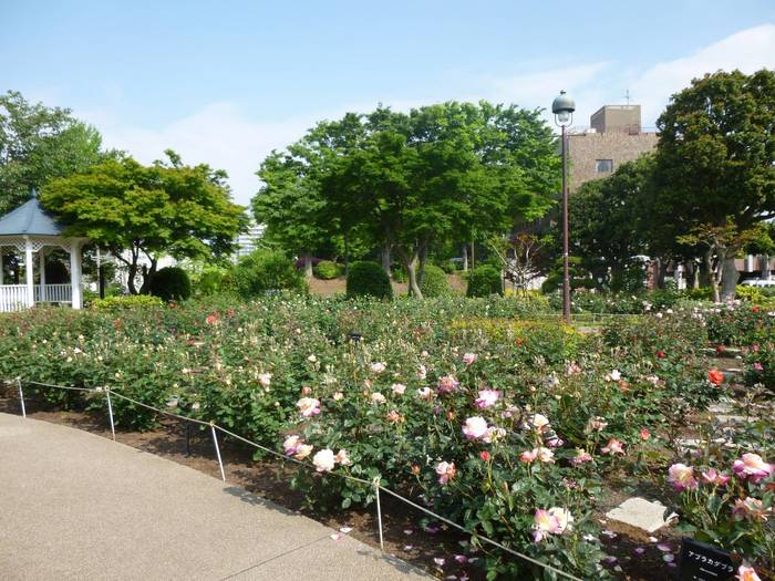 2014-5-7ローズガーデン.JPG